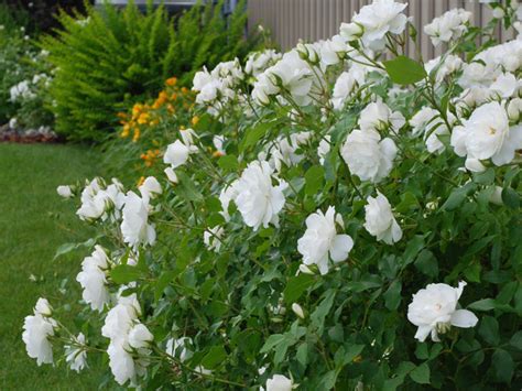 Shrub Rose, White Iceberg - Jerry Anderberg & Associates