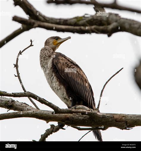 Juvenile Great Cormorant Hi Res Stock Photography And Images Alamy