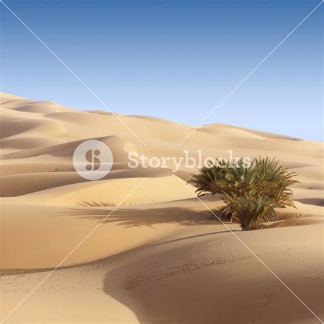 Sparse Vegetation In An Endless Desert Royalty Free Stock Image