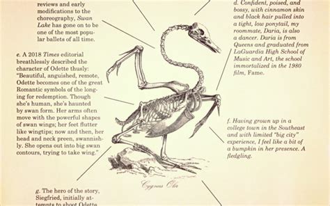 Swan Wing Anatomy