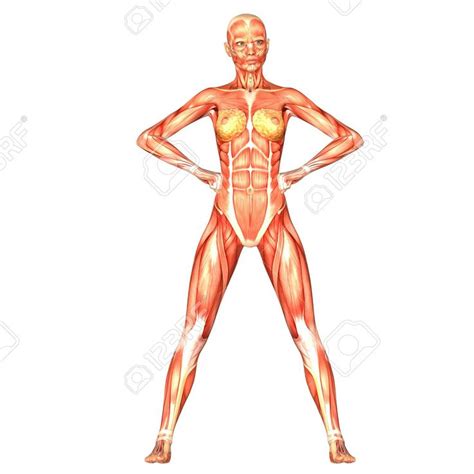 Ilustraci N De La Anatom A Del Cuerpo Humano Femenino Aislado En Un