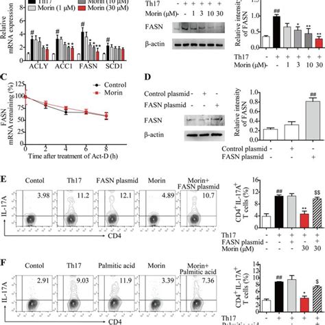 Morin Directly Inhibits Th17 Differentiation A Cells Isolated From