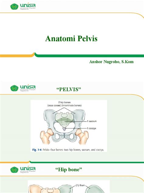 Anatomi Pelvis Pdf