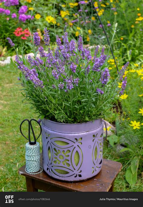 Lavender in the decorative pot stock photo - OFFSET