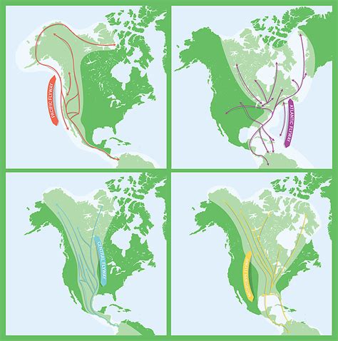 Migration Flyways