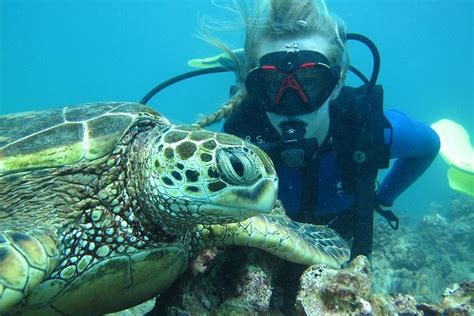 2024 Beginner Scuba Diving With Turtles In Honolulu