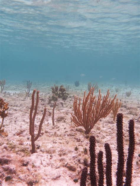 Snorkeling in Freeport, Bahamas | Paradise island bahamas, Freeport ...