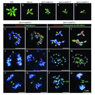 Absence Of RAD51 Aggravates The Phenotype Of Fas1 4 Basal Rosettes