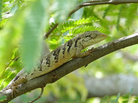 Papa Vento Biodivesidade De Iguatu Inaturalist Mexico