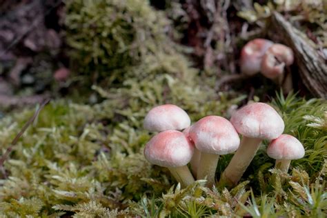 X Wallpaper White And Red Mushrooms Peakpx