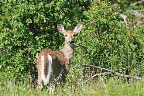 Whitetail deer doe stock image. Image of solitude, whitetail - 6041151