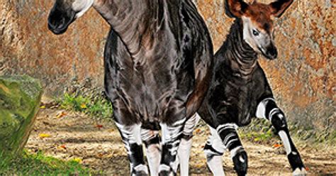 La Zoo Shows Off Adorable Newborn Baby Okapi Laist