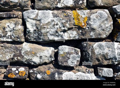 Lichen On A Dry Stone Wall Shropshire England Stock Photo Alamy