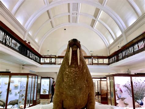 Horniman Museum And Gardens Home To One Very Large Walrus