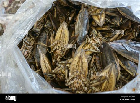 Giant Water Bugs Lethocerus Indicus On A Food Stall In A Market In