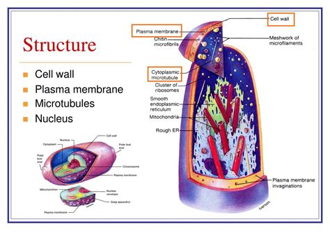 Ppt Taxonomy Biology And Physiology Of Fungi Powerpoint Presentation