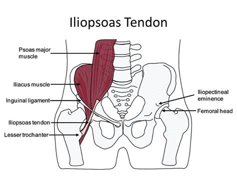 Muscles Part 9 Flashcards - Easy Notecards