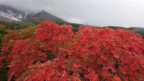 大雪山旭岳の紅葉情報！ Daisetsuzan Asahidake Ropeway