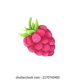 Watercolor Raspberry Berry Vivid Illustration Juicy Stock Illustration