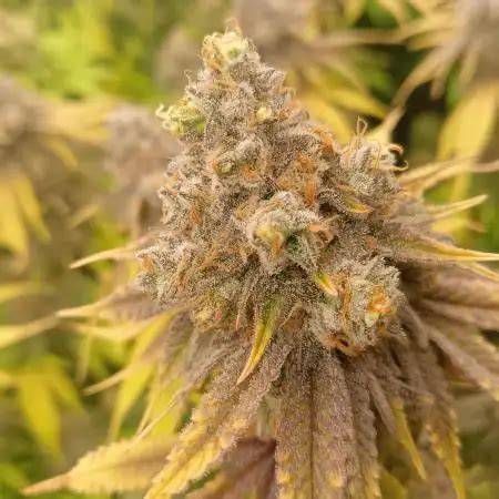 Ice Cream Cake Strain Info Ice Cream Cake Weed By Barney S Farm