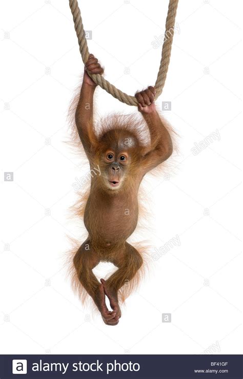 Baby Sumatran Orangutang, 4 months old, hanging on a rope in front of a ...