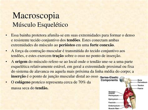 PPT ANATOMIA E FISIOLOGIA DO MÚSCULO ESQUELÉTICO PowerPoint