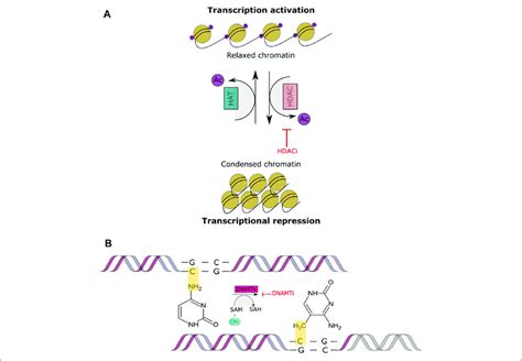 Histone Acetylation And Dna Methylation A This Figure Shows The