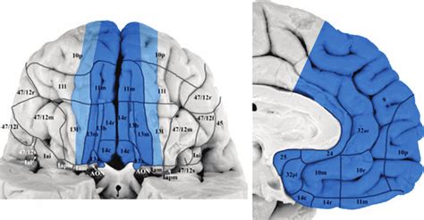 Medial Frontal Cortex