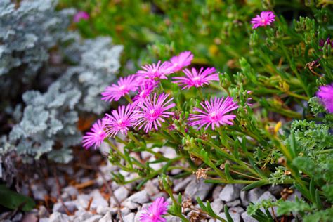 Piante grasse senza spine con fiori 4 varietà per un bel giardino colorato