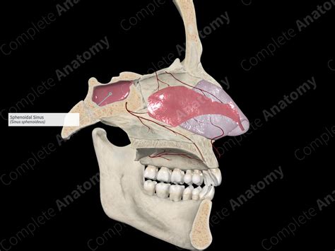 Sphenoidal Sinus Complete Anatomy