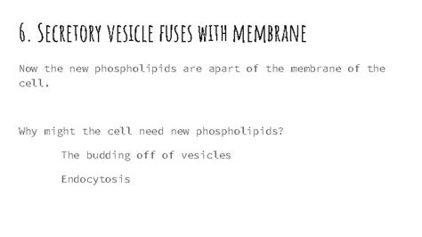 Phospholipid Synthesis 1 Phospholipids are synthesized at the