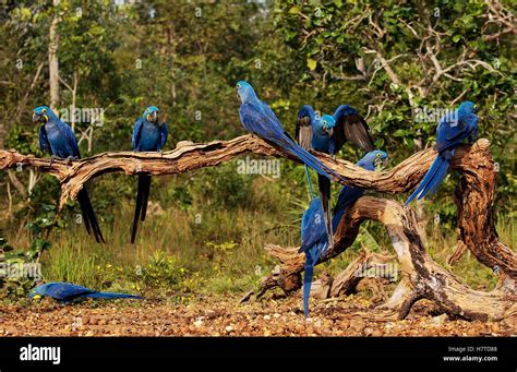 Hyacinth Macaw Anodorhynchus Hyacinthinus Flock In Cerrado Habitat