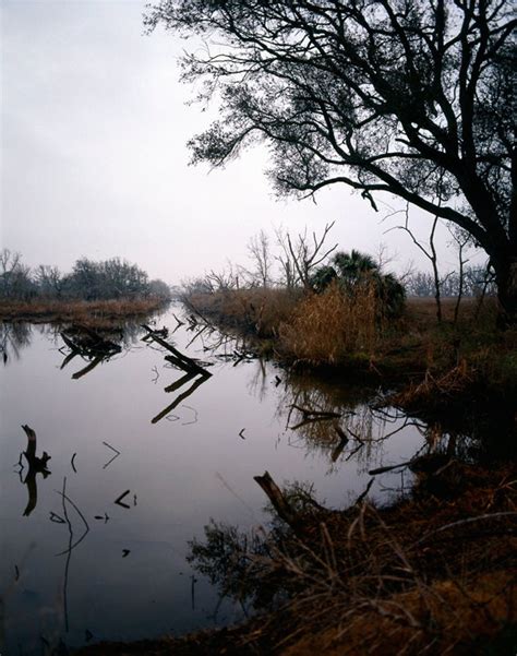 Louisiana Swamp Scenery Nature Photograph by lostkatphotography