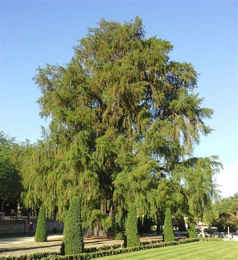 Semillas De Taxodium Mucronatum Cipr S Mexicano Semillas