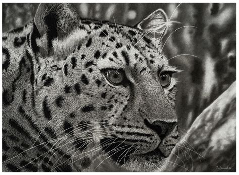 Leopard Pencil Drawing Print, Realistic Animal Drawing, Black and White ...