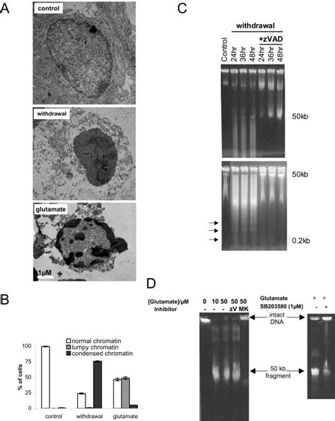 Distinct Nuclear Morphologies And Dna Fragmentation Profiles In