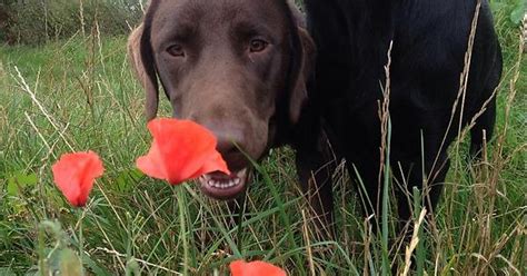 Chocolate Labrador Looking At A Poppy Imgur