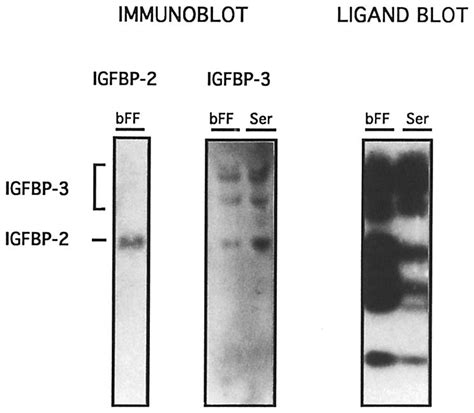 Immunoblots And Ligand Blot Of Duplicate Samples Of Bovine Follicular