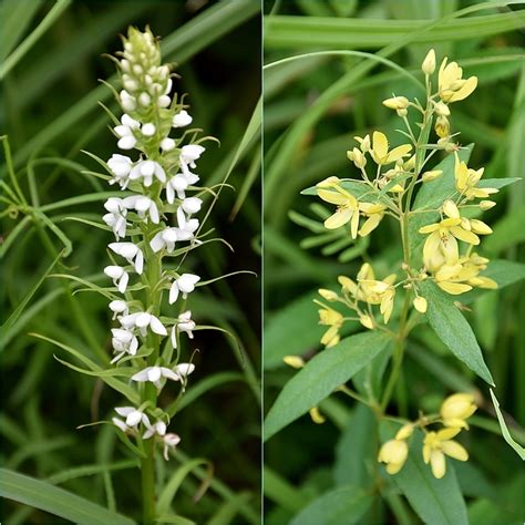 梅雨期の九重山麓花散策（男池・大船林道・タデ原湿原）。 そうだ！山に登ろう