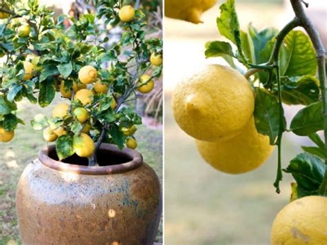 Cuidados Para Cultivar Un Limonero En Una Maceta ¡no Te Los Pierdas