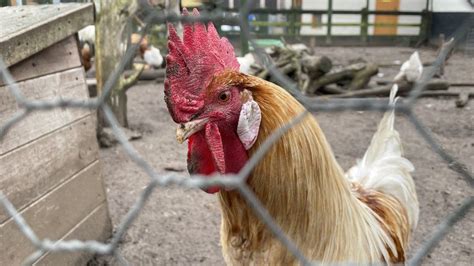 Jersey Bird Flu Surveillance Zone Lifted Bbc News