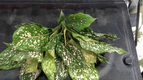 Tanaman Aglaonema Cara Membuat Bibit Tanaman Aglaonema Dengan Stek