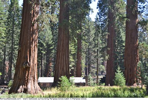 Yosemite National Park Famous Redwoods