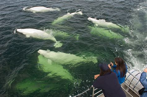 Swimming With Beluga Whales