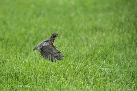 American Robin Fledgling Learning To Fly | Photos by Donna