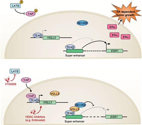 A Model Of The Hippo YAP VGLL3 Axis In The Regulation Of ESR1