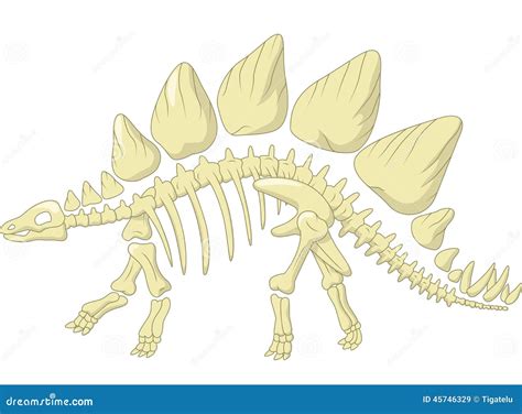 Huayangosaurus Skeleton