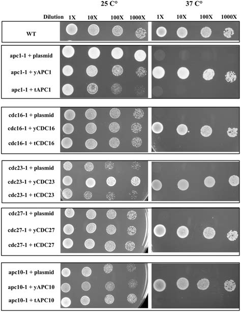 Functional Divergence Between T Brucei And Yeast Apc C Subunits Yeast