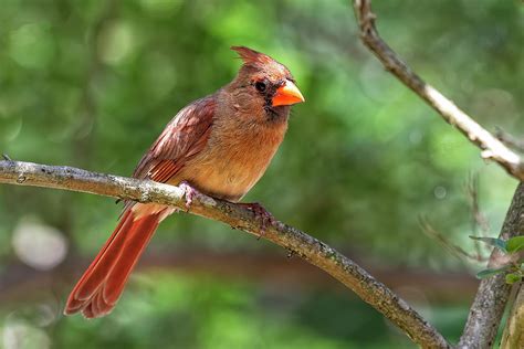 Northern Cardinal Female Photograph By Fon Denton Fine Art America