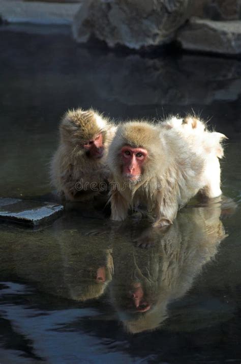 Two Japanese Macaque Monkeys in Hot Springs Stock Image - Image of snow ...